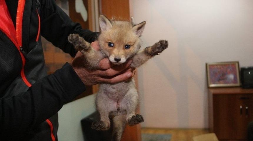 Bir Aylık Yavru Tilkiyi Milli Parklar G&ouml;revlisine Teslim Etti