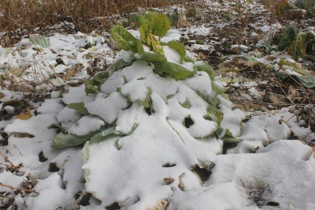 Ağrı&rsquo;da 2 Bin Lahana Kar Altında Kaldı