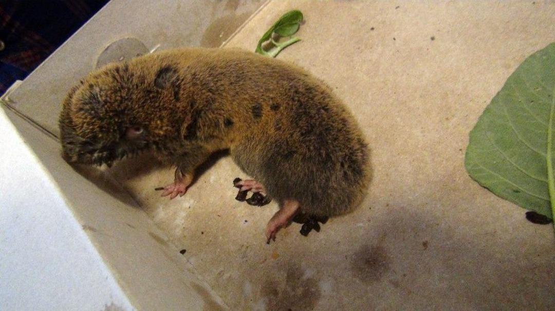 Pikniğe Giden Vatandaş Yaralı K&ouml;stebek Yavrusu Buldu