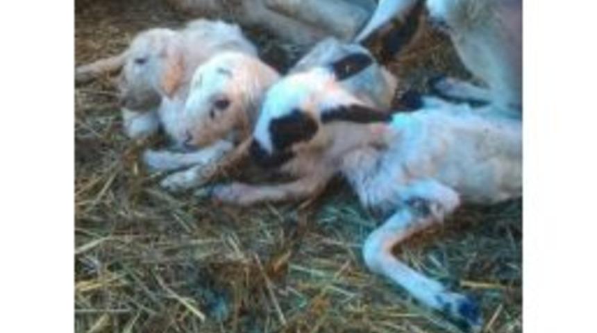 &Uuml;&ccedil;&uuml;z Kuzular Doğar Doğmaz Maskot Oldular