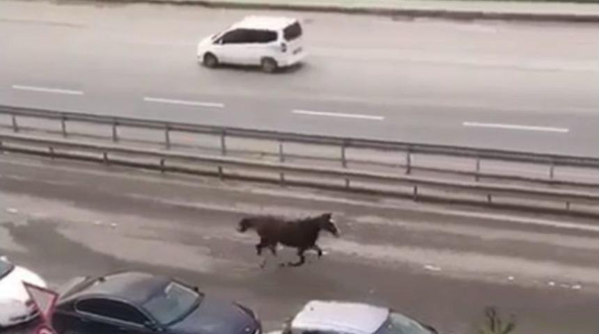 (&ouml;zel Haber) E-5&rsquo;te D&ouml;rt Nala Koşan At G&ouml;renleri Hayrete D&uuml;ş&uuml;rd&uuml;