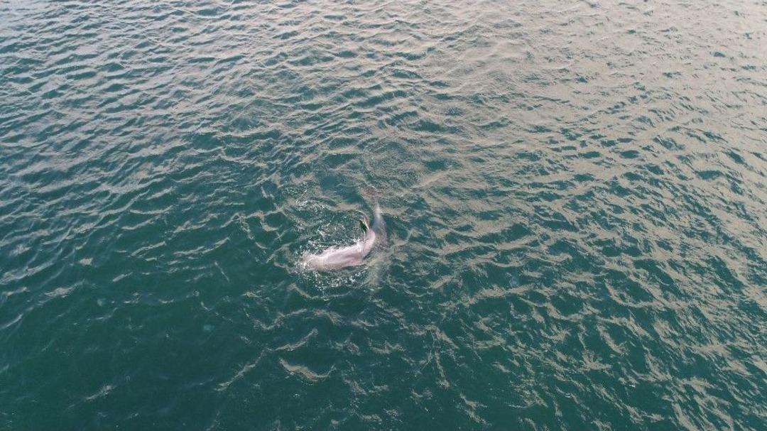 (&ouml;zel Haber) Yunusların İstanbul Boğazı&rsquo;nda Av M&uuml;cadelesi