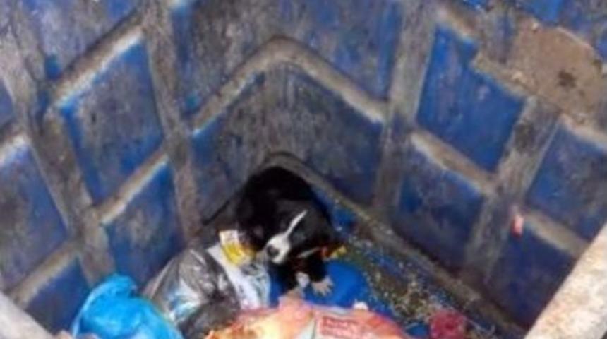 (&ouml;zel Haber) Yiyecek Arayan K&ouml;pek Yer Altı &Ccedil;&ouml;p Konteynerinin İ&ccedil;ine D&uuml;şt&uuml;