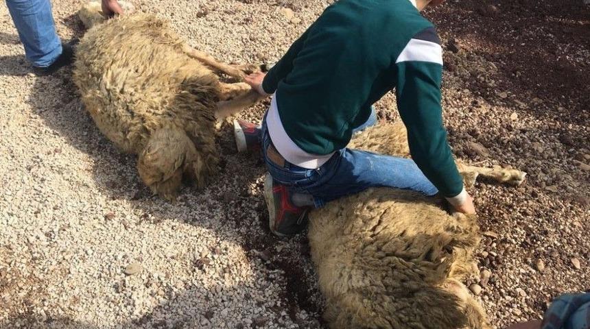 Bayırbucak T&uuml;rkmenleri&rsquo;nden Mehmet&ccedil;ik&rsquo;e Kurban