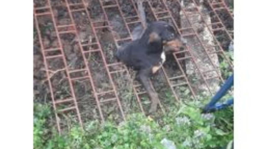 Demir Mazgalın Altında Kalan K&ouml;pek İ&ccedil;in İtfaiye Seferber Oldu