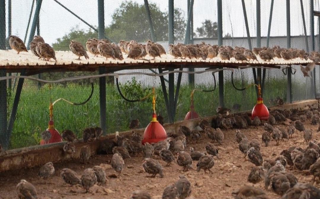Malatya&rsquo;dan Anadolu&rsquo;ya 107 Bin Keklik Salındı