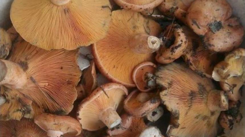 &Ccedil;ıntar Yağışla Birlikte Y&uuml;z&uuml;n&uuml; G&ouml;sterdi