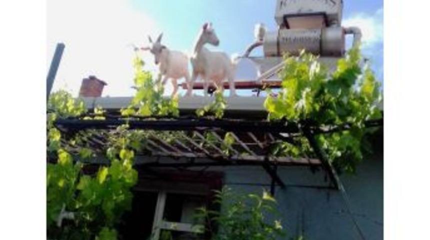 M&uuml;d&uuml;r Yardımcısı Ali B&uuml;t&uuml;n &rsquo;ke&ccedil;ileri Ka&ccedil;ırdı&rsquo;