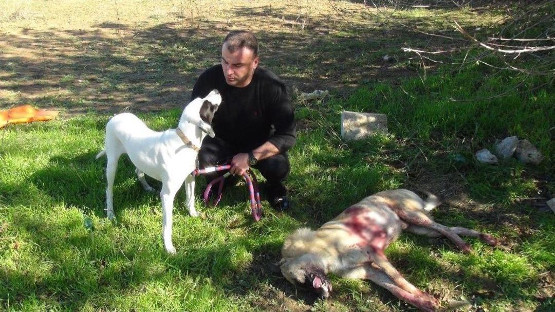 Sokak K&ouml;peği Av T&uuml;feğiyle Vurularak &Ouml;ld&uuml;r&uuml;ld&uuml;, 1 Kişi G&ouml;zaltına Alındı