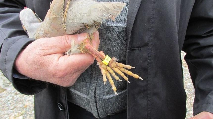 Elazığ’da Kınalı Keklikler Halkalandı