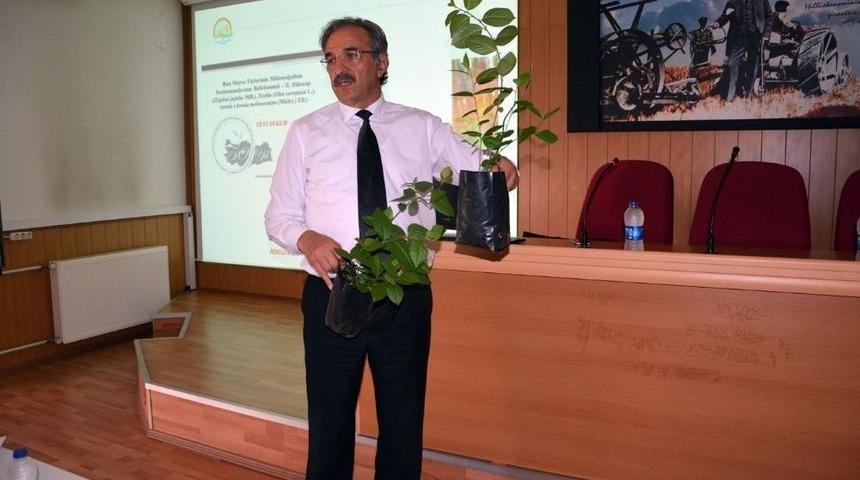 Aronya Bitkisinin Aydın’da Dikimi Yapılacak