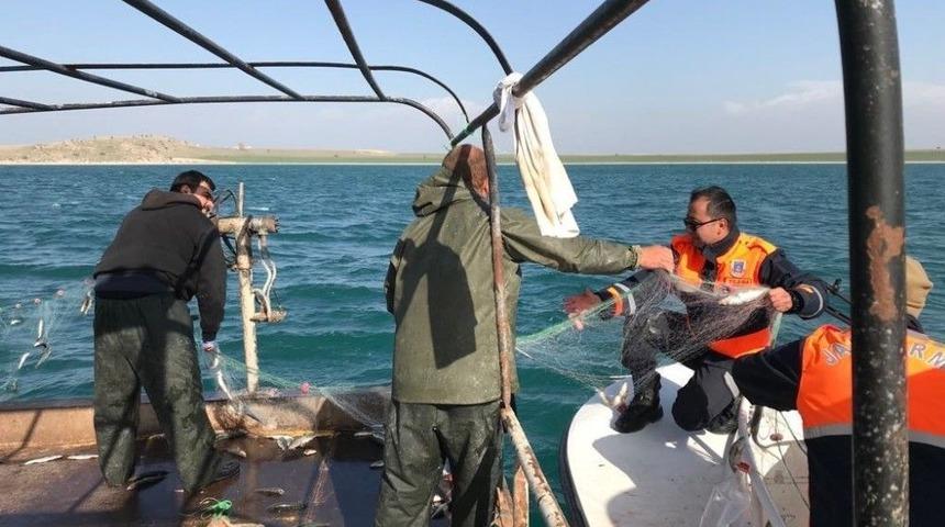 İnci Kefali Balığı, Jandarma Korumasında