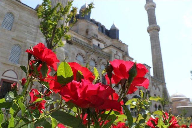 Selimiye Camii, Gül Suyuyla Yakalandı