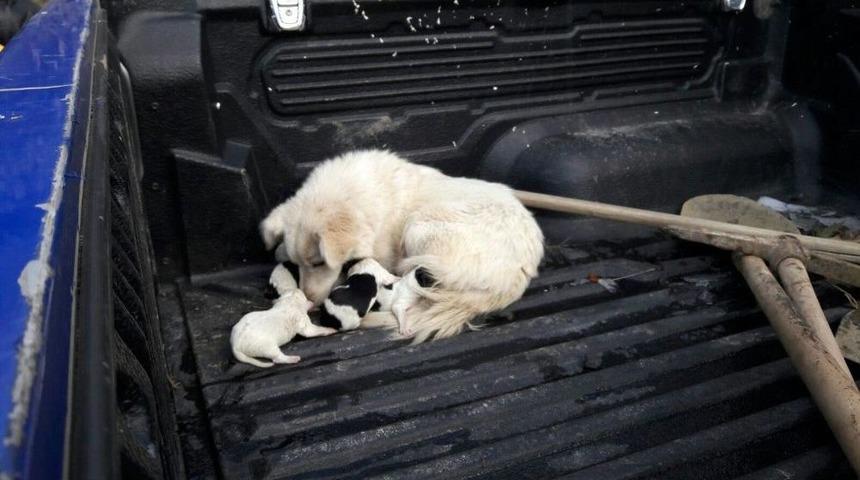 Kaya Boşluğuna Yavrulayan K&ouml;pek Ve Yavrular Kurtarılarak Sahiplerine Verildi