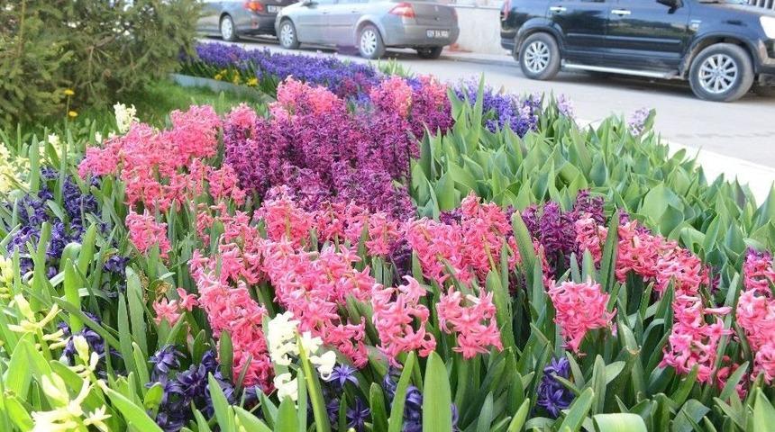 &Ccedil;orum&rsquo;a Rengarenk &Ccedil;i&ccedil;eklerle Bezendi