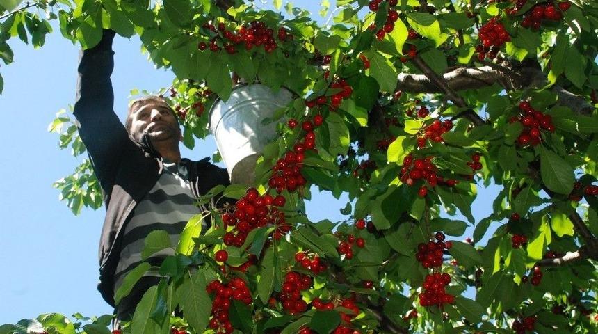 Kiraz Tarlada 3, Markette 9 Lira