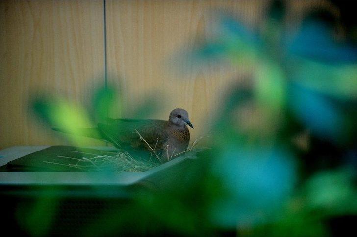 Başkanın Makamında Onu Görenler Şaşkına Dönüyor G3