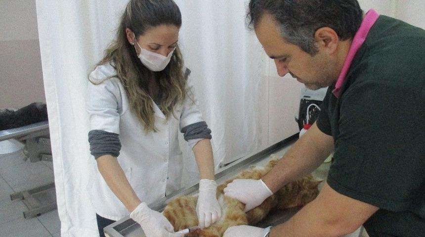 Yıldırım&rsquo;da Sokak Hayvanları Sahipsiz Değil