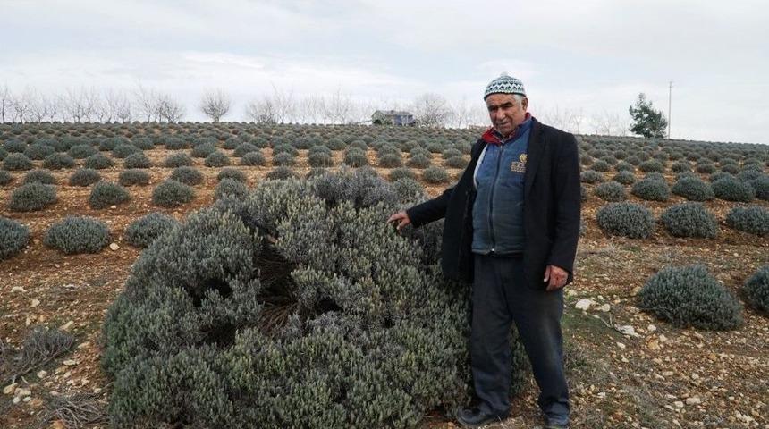 T&uuml;t&uuml;ne Alternatif Başladı Diğer &Ccedil;ift&ccedil;ilere &Ouml;rnek Oldu