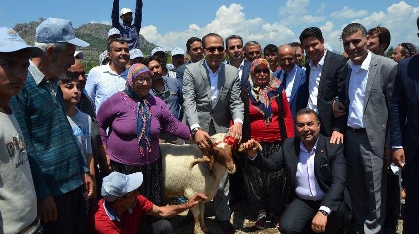 Kozan&rsquo;da K&uuml;&ccedil;&uuml;kbaş Hayvan Yetiştiricilerine Damızlık Ko&ccedil; Dağıtıldı