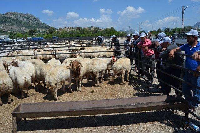 Kozan’da Küçükbaş Hayvan Yetiştiricilerine Damızlık Koç Dağıtıldı