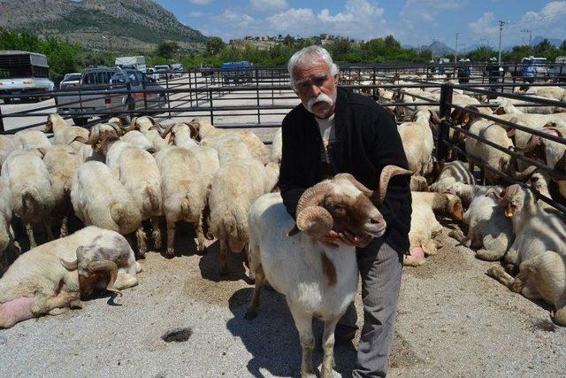 Kozan’da Küçükbaş Hayvan Yetiştiricilerine Damızlık Koç Dağıtıldı