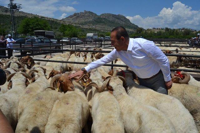 Kozan’da Küçükbaş Hayvan Yetiştiricilerine Damızlık Koç Dağıtıldı