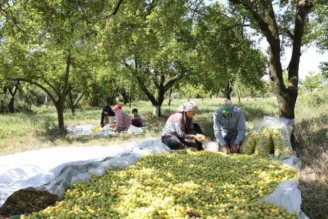 Büyükşehirden Erik Üreticisine Destek