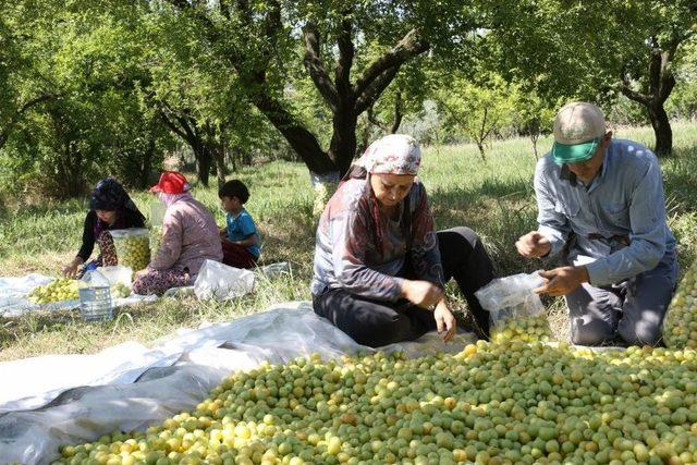 Büyükşehirden Erik Üreticisine Destek