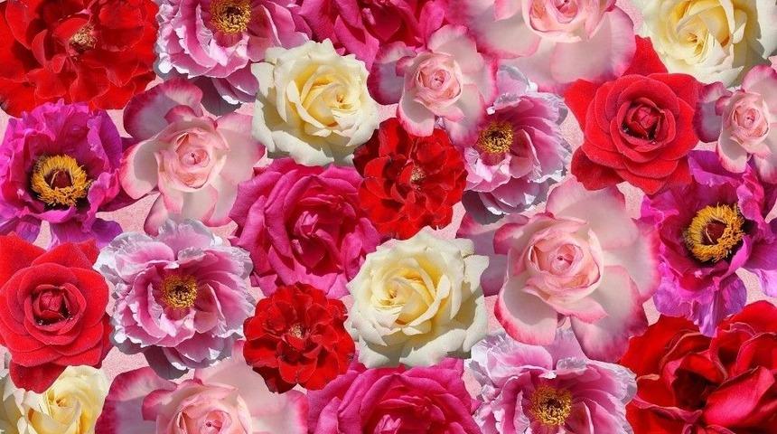 "g&uuml;l, Bildiğinizden De Farklı Bir &Ccedil;i&ccedil;ek"