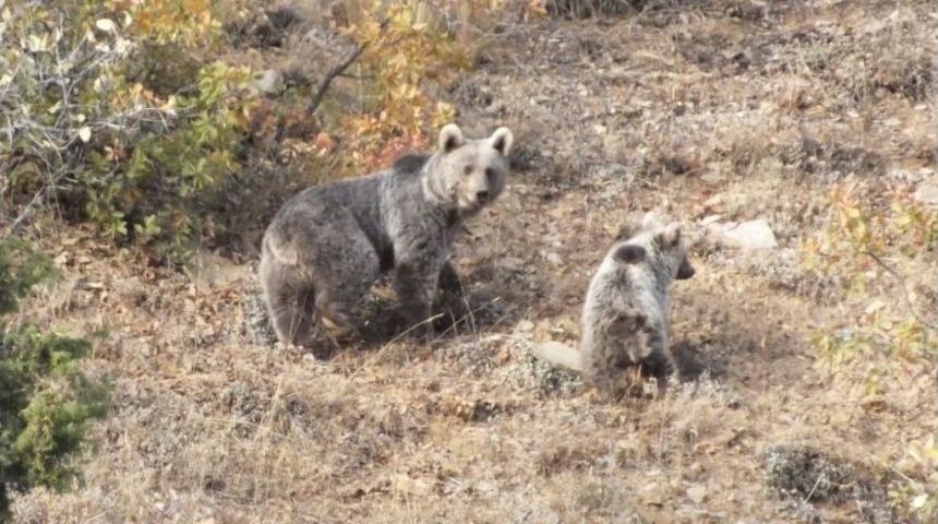 Anne Ayı Ve Yavruları Objektiflere Takıldı