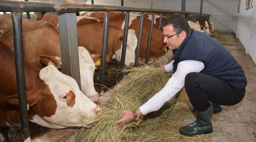 Ordu&rsquo;da Hayvancılık Ayağa Kalktı
