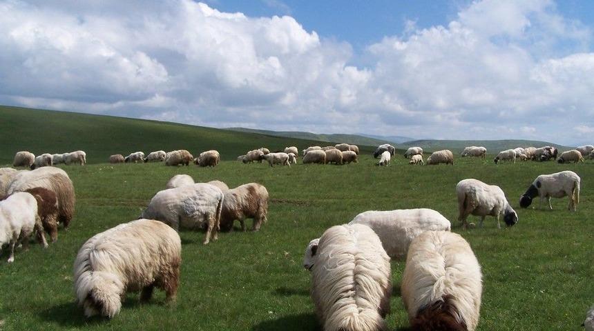 Ordu&rsquo;da Hayvancılık Canlandı