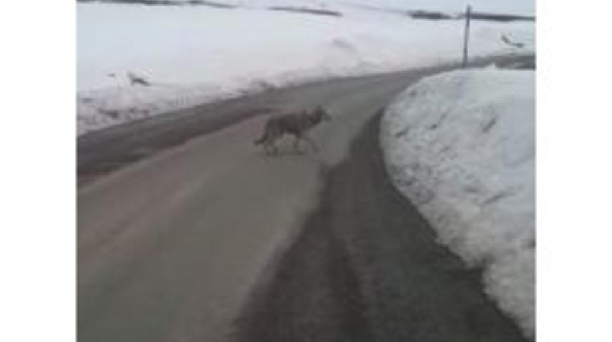 Iğdır&rsquo;da A&ccedil;lıktan Bitkin D&uuml;şen Kurt Yola İndi