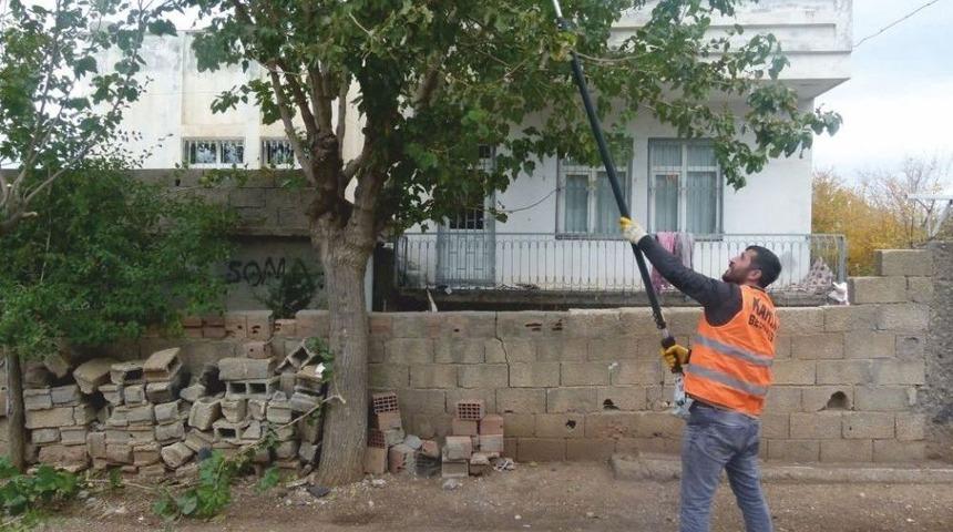 Kahta Belediyesi Ağa&ccedil;lara Kış Budaması Yapıyor