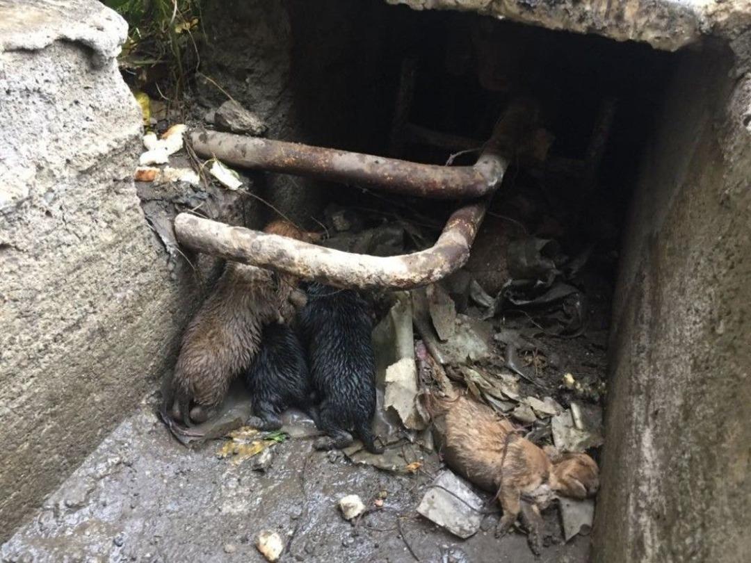 Emekli &Ouml;ğretmen &Ouml;lmek &Uuml;zere Olan Anne Ve Yavru K&ouml;pekleri Kurtardı