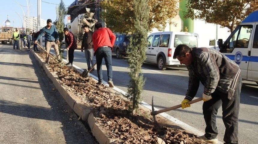 Kaldırım Ve Refüjler Ağaçlandırılıyor
