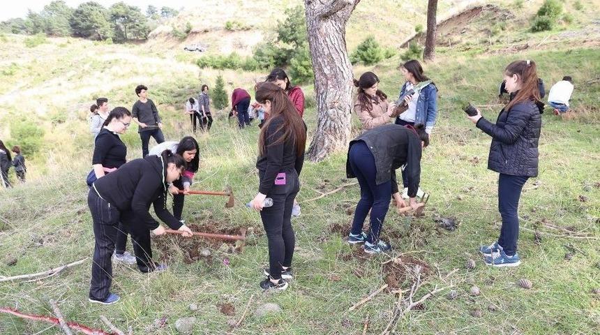 Burhaniye&rsquo;ye 150 Fıstık &Ccedil;amı