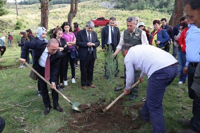 Burhaniye’ye 150 Fıstık Çamı