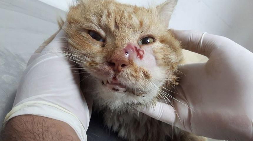 Antalya&rsquo;da Yaralı Kediye Yardım Eli