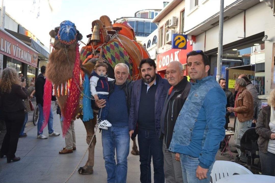 Ayvalık&rsquo;ta Develer G&ouml;r&uuml;c&uuml;ye &Ccedil;ıktı