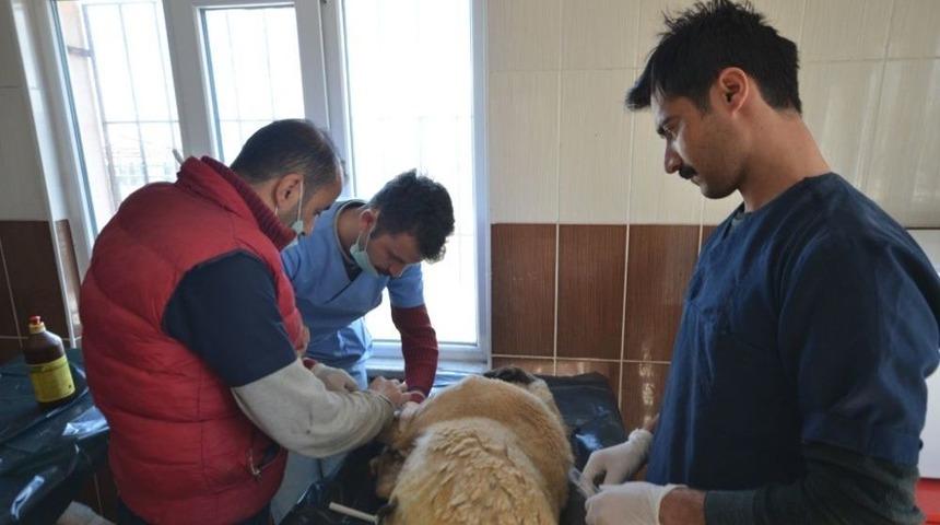 K&ouml;pekten 2 Kilo 200 Gram T&uuml;m&ouml;r &Ccedil;ıktı