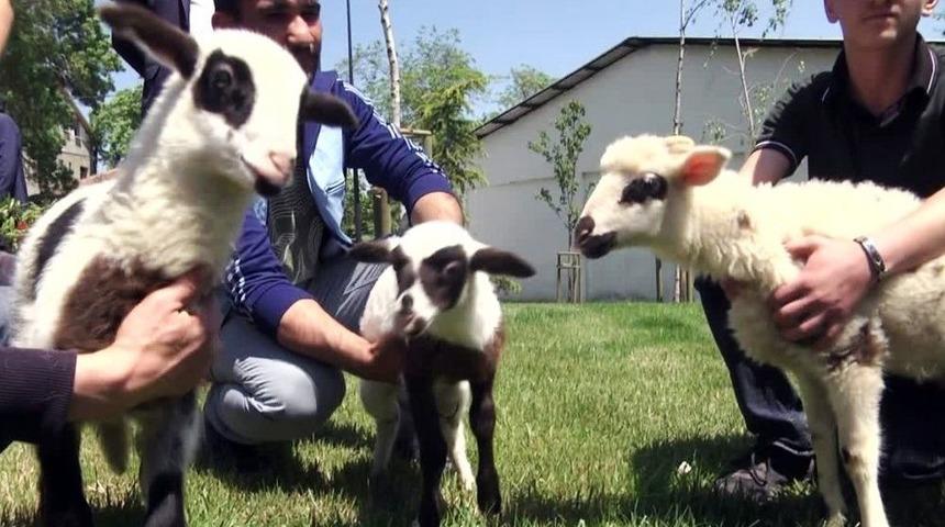 Arnavutk&ouml;y&rsquo;de En G&uuml;zel Kuzular Podyuma &Ccedil;ıktı