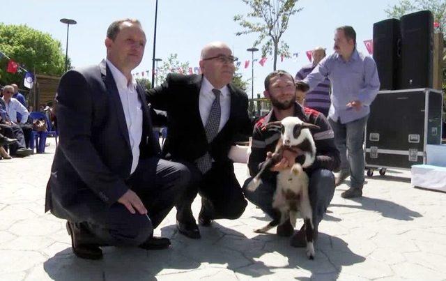 Arnavutköy’de En Güzel Kuzular Podyuma Çıktı