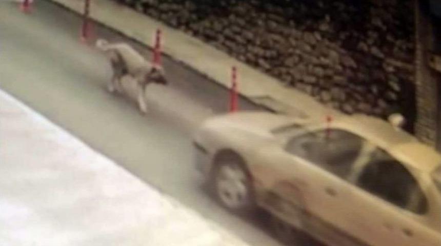 K&ouml;peğe &Ccedil;arpıp Ka&ccedil;an Resmi Plakalı Aracın S&uuml;r&uuml;c&uuml;s&uuml;ne Soruşturma A&ccedil;ıldı