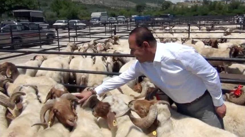 Kozan&rsquo;da K&uuml;&ccedil;&uuml;kbaş Hayvan Yetiştiricilerine Damızlık Ko&ccedil; Dağıtıldı