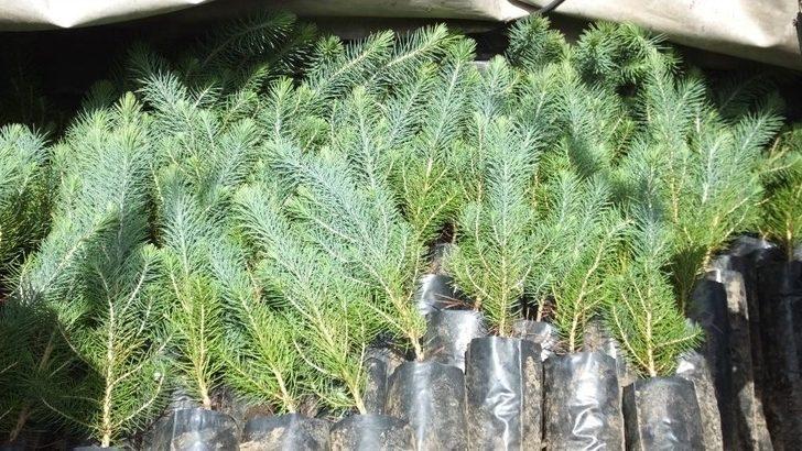 Burhaniye’de Hemşire Adayları Ağaç Dikti G5