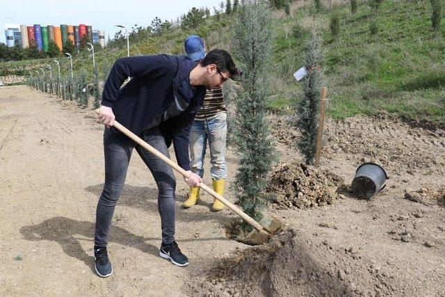 Kbü’de Son Afrin Şehidi İçin Fidan Dikildi