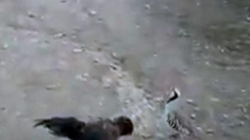 Horoza Kafa Tutan Keklik