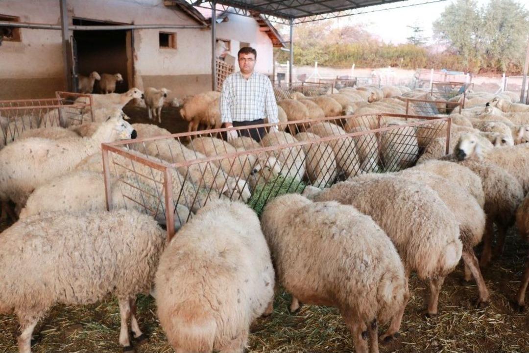 (&ouml;zel) K&uuml;&ccedil;&uuml;kbaş Hayvan Sayısı T&uuml;rkiye&rsquo;de Y&uuml;zde 80, Aksaray&rsquo;da Y&uuml;zde 500 Artış G&ouml;sterdi